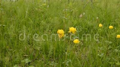 夏日的微风中，一朵朵美丽的黄色小球花在茂密的绿草中